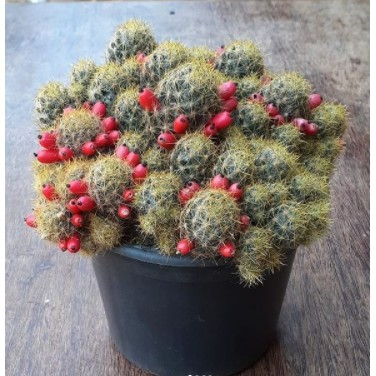 KAKTUS MAMMILARIA PLORIFERA DURI MERAH PUTIH GOLD| KAKTUS OWNROOT | KAKTUS MINI | SUKULEN
