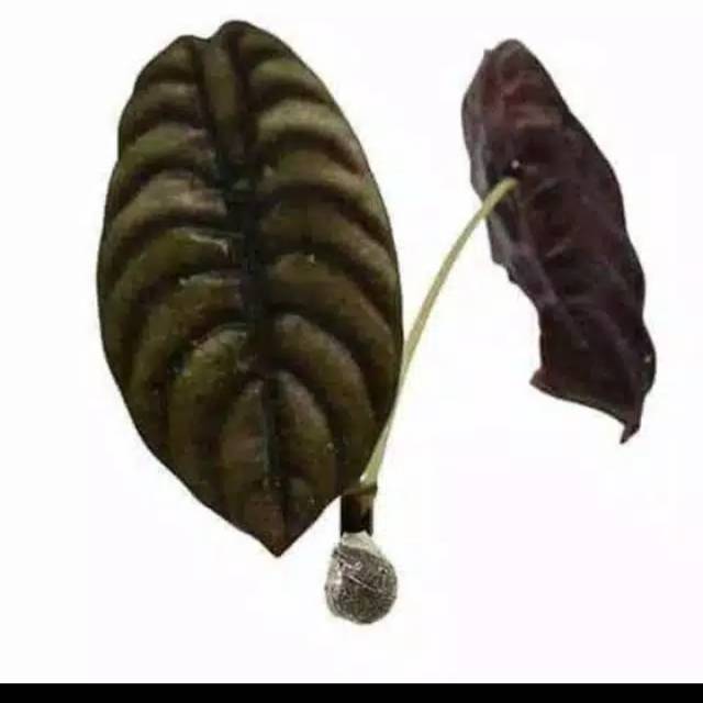 Keladi tengkorak/tanaman hias keladi tengkorak