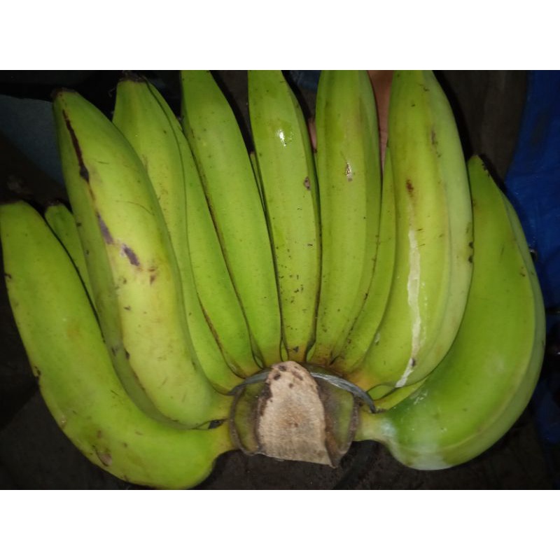 

Pisang Ambon Kecil