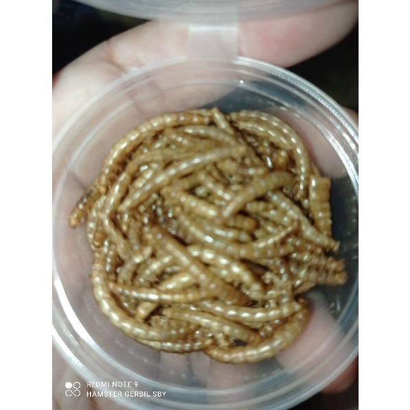 Mealworm Ulat Hongkong / ulat jerman Kering / bsf  Snack Hamster