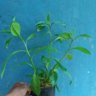 Tanaman herbal bibit songgolangit Shopee Indonesia Tanaman herbal bibit songgolangit Shopee Indonesia