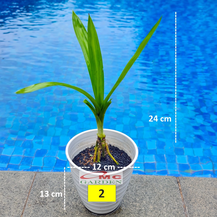 Bonsai Bonsae Pandan Wangi Pandanus Amaryllifolius Tanaman Hias 001