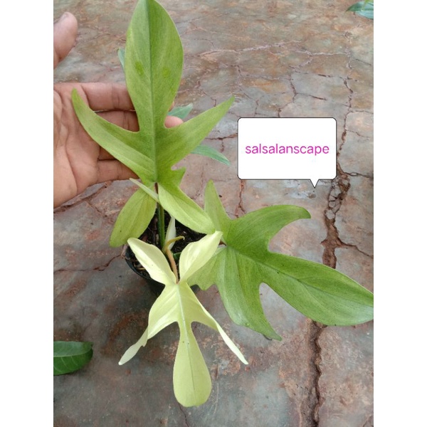 Philodendron Florida Ghost Mint Philo Merpati