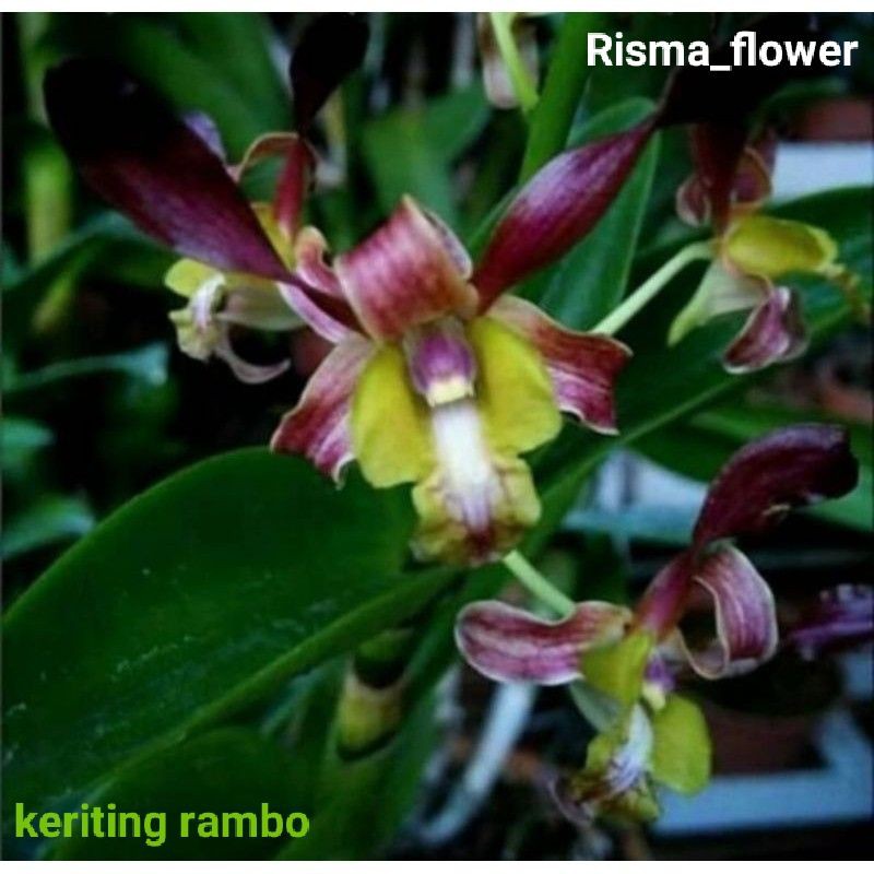 POHON ANGGREK DENDROBIUM KERITING RAMBO / TANAMAN HIAS