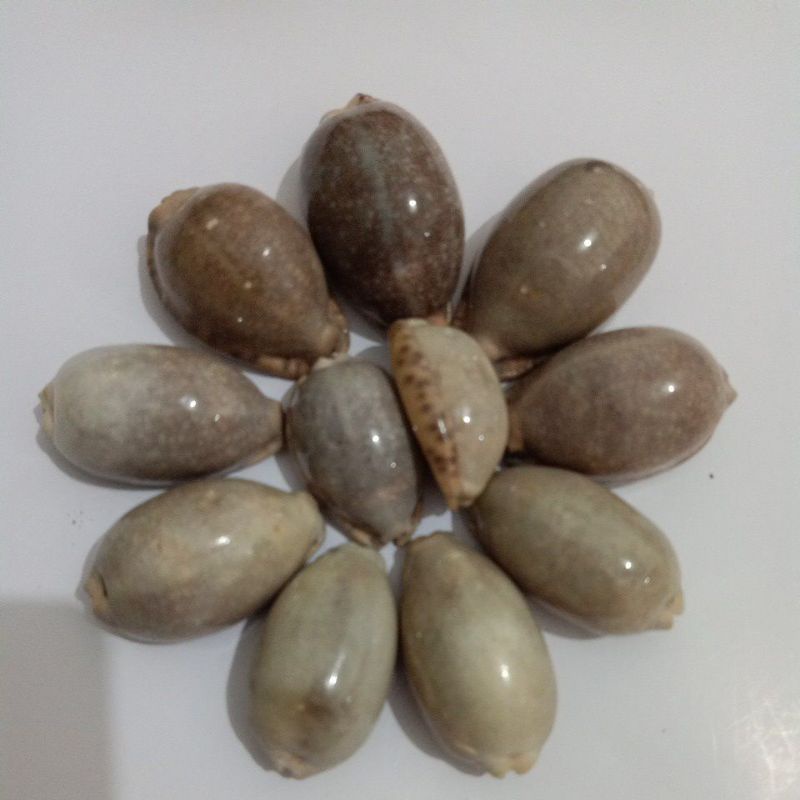 CANGKANG KERANG CYPRAEA KUWUK GREY