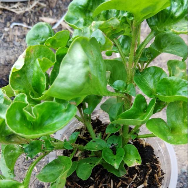 Stek batang Bayam brazil