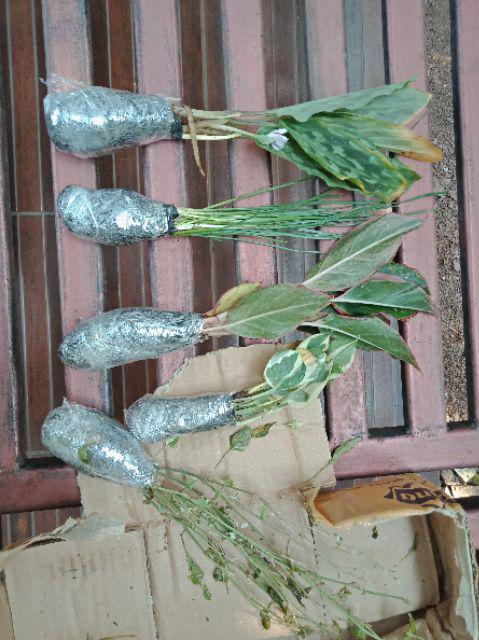 Tanaman Hias Calathea Merak/meranti Kencur