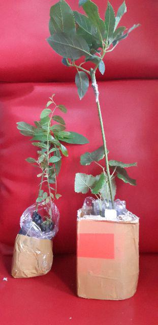 Bibit Bidara Arab/sidr 25-35cm