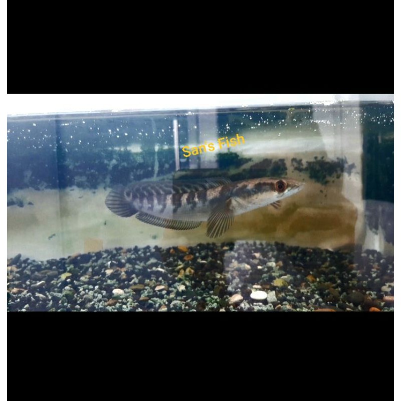 channa maru ys bar tebel