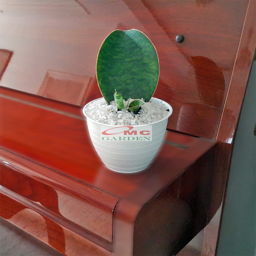 Lidah Mertua Sansevieria Sansivera Sansiviera Sensiviera Masoniana Giant Centong Jumbo LM-MS-P1020