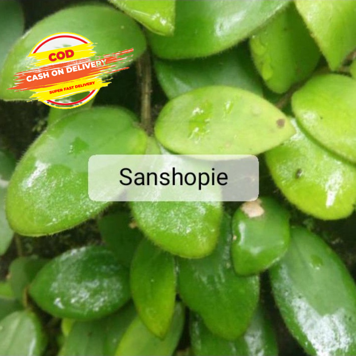 

Daun Sisik Naga Atau Picisan Segar 1 Kg