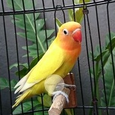 Burung Lovebird Paskun | Lakbet Paskun | Pastel Kuning