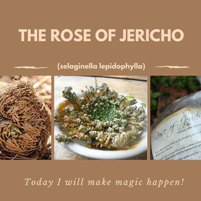 TANAMAN HIAS MAWAR KEABADIAN - ROSE OF JERICHO DINOSAURUS