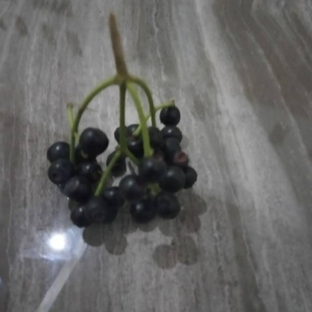 Bibit  juwet/Jambalang Tanpa biji