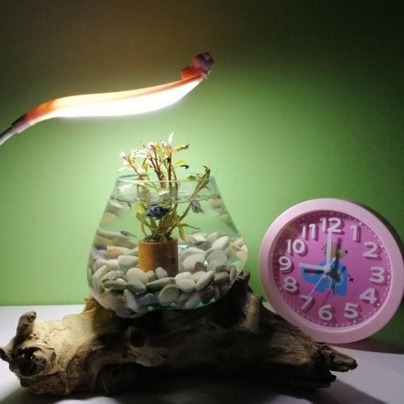 Best Produk] Akuarium Ikan Cupang Unik Glasswood Pot Kaca Tiup D 12 Cm