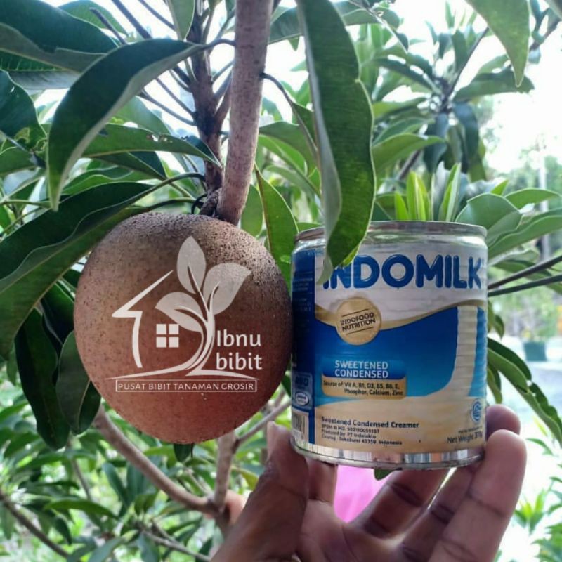Bibit Sawo Jumbo Sawo Mentimun Sawo Lokal Bahan Tabulampot