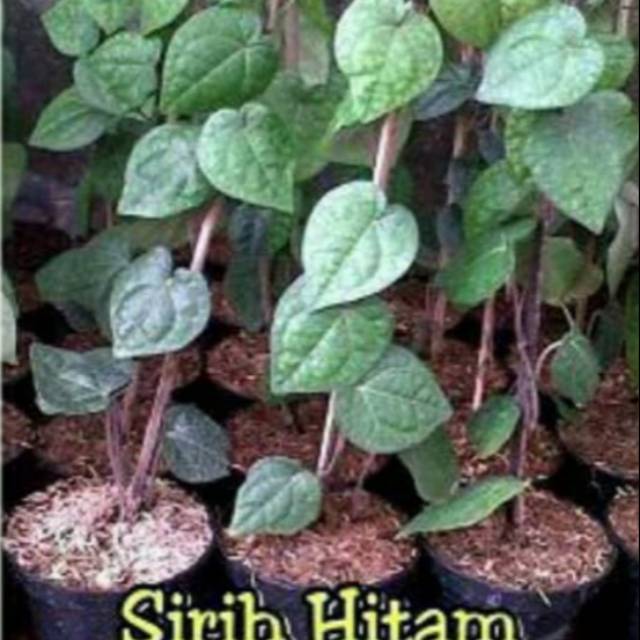 Tanaman Sirih Hitam// Merah