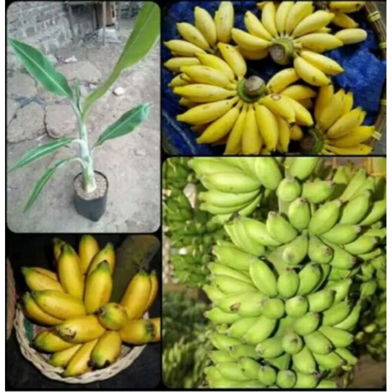 bibit pisang lampung bibit berkualitas