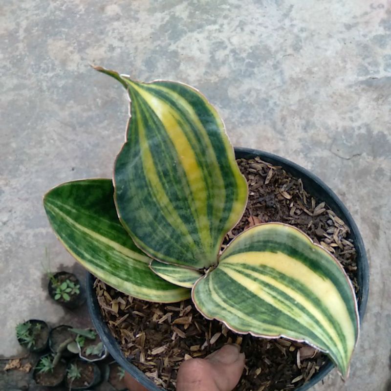 sansivera  masoniana varigata