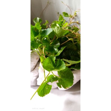 Bibit tanaman pegagan/ bibit pegagan