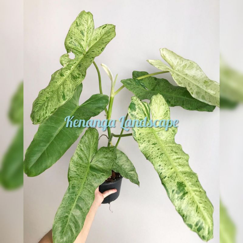 Tanaman hias philodendron paraiso verde - Philo paraiso verde - paraiso verde