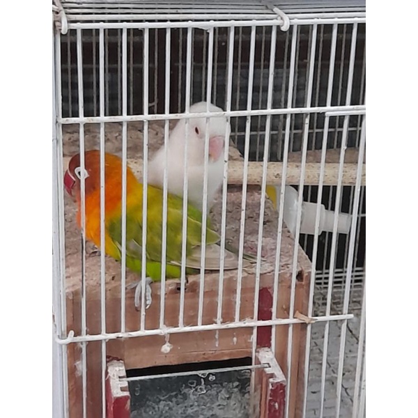 LOVEBIRD Pastel Putih (Mata Merah) & Pastel Hijau (Sepasang)