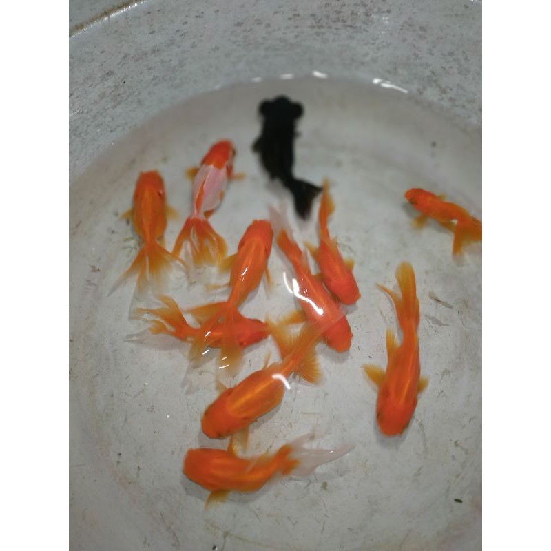 ikan mas koki oranda