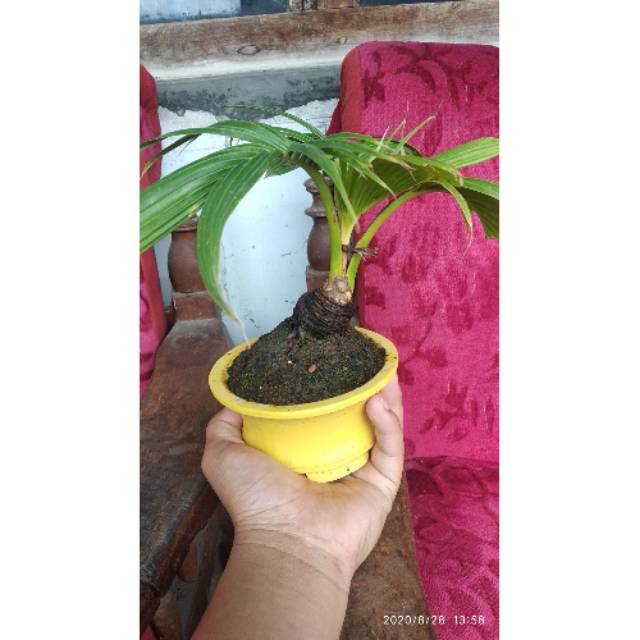 Bonsai kelapa mini - kelapa kerdil hias - tanaman hias