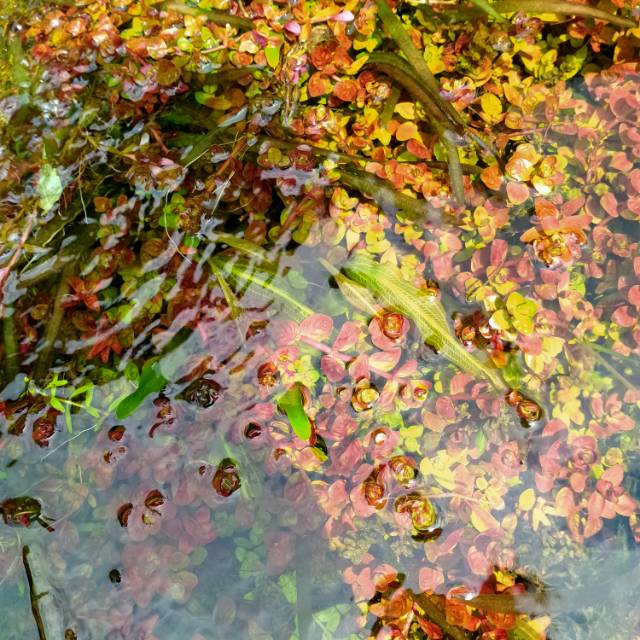 

Rotala rotun dipolia pull air paket 50 btg