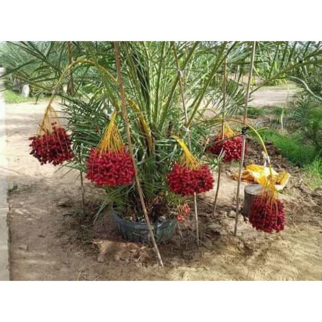 H3R0 Bibit Benih Biji Kurma Tropis Jenis H1 Merah Asli Thailand / Red H1