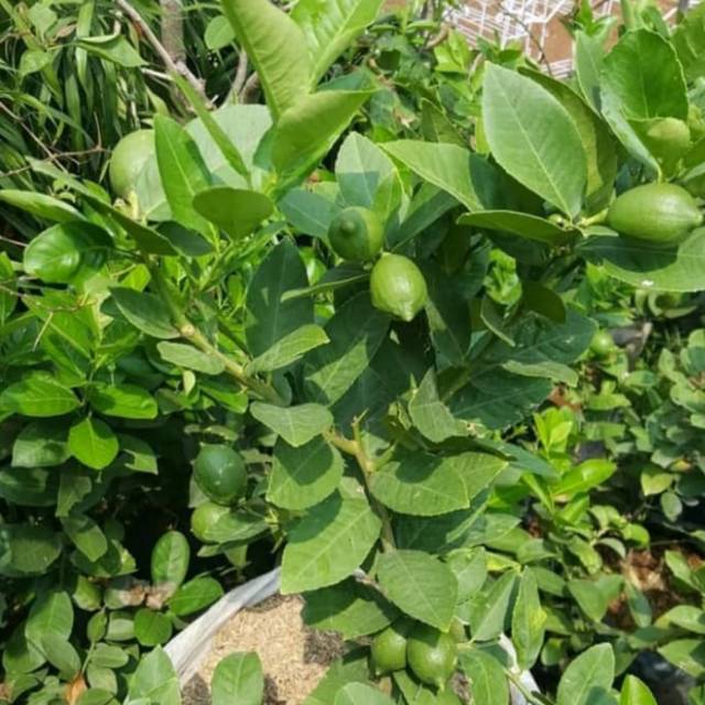 Pohon jeruk lemon local bibit pohon jeruk lemon pohon jeruk
