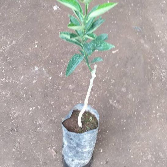 

-959 Paket hemat 2 jeruk nagami *