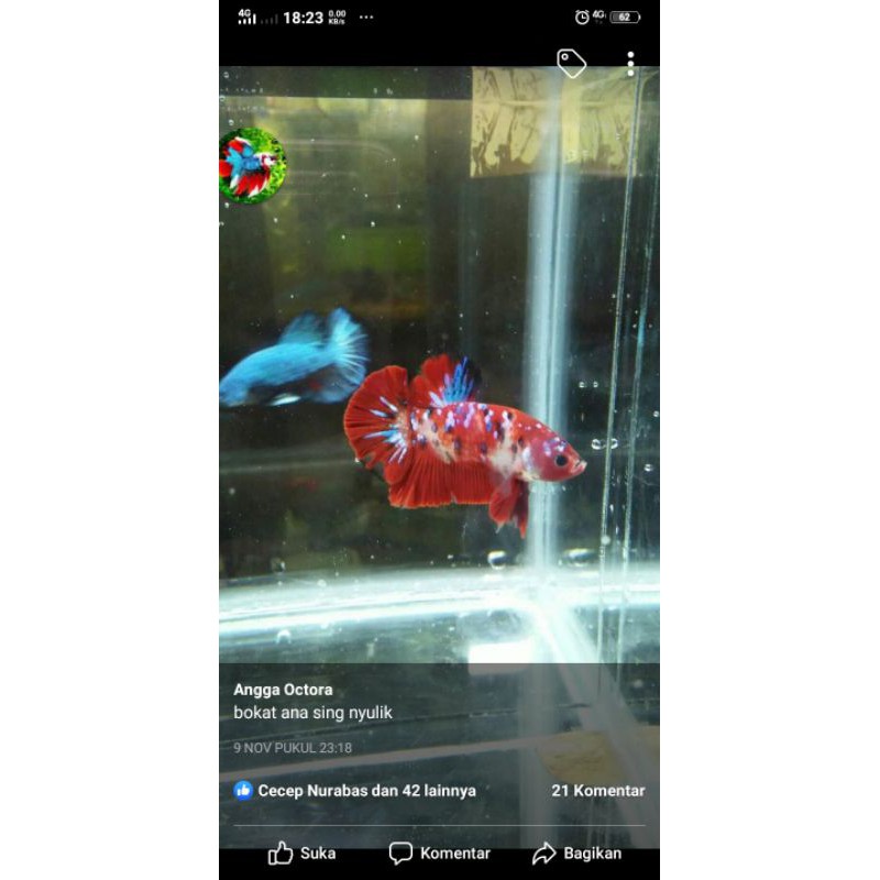 CUPANG KOI RED GALAXY