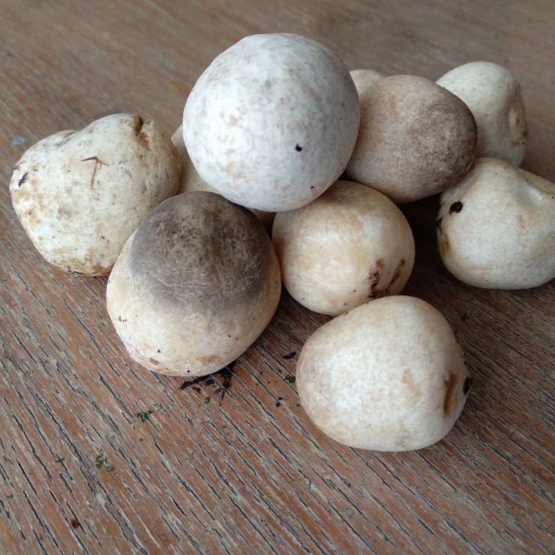 

Jamur merang segar 500gr