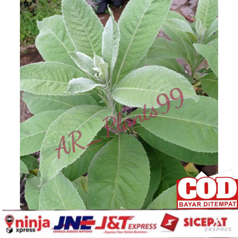 DAUN SEMBUNG FRESS 500 GRAM