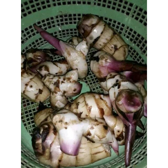 

terabaru Umbi ganyong / umbi ganyo segar jenis merah dan putih 1kg segar