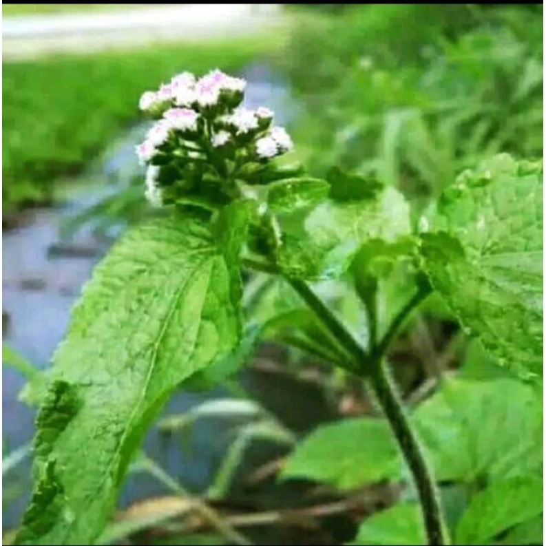 

daun herbal babadotan/daun balakacida