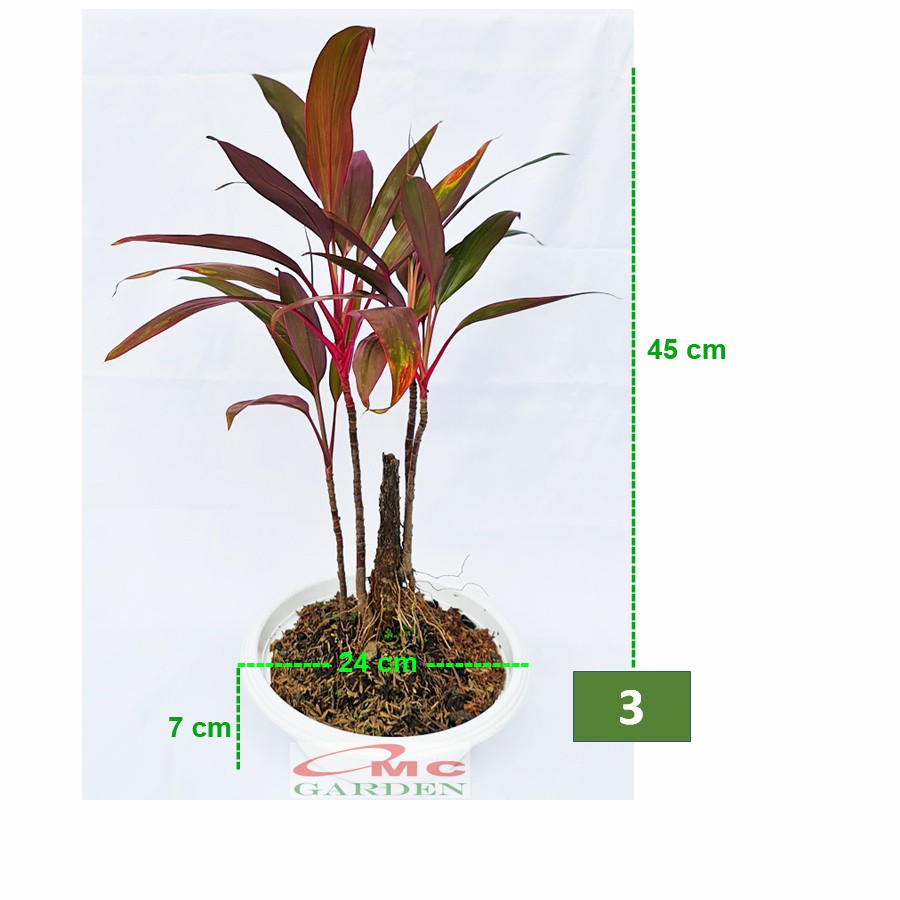 Bonsai Hanjuang Andong Sawang Daun Merah Tanaman Hias B-HANJUANG-M-001