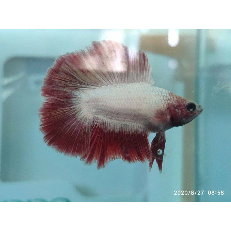 PROMO Ikan Cupang Jantan Halfmoon Double Tail Bahan Kontes Real Pict