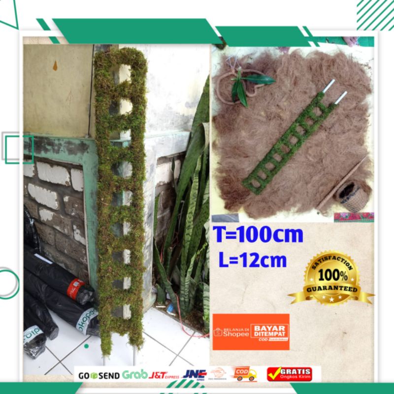 100cm turus lumut tangga penyangga tanaman ajir stakes plant 1m