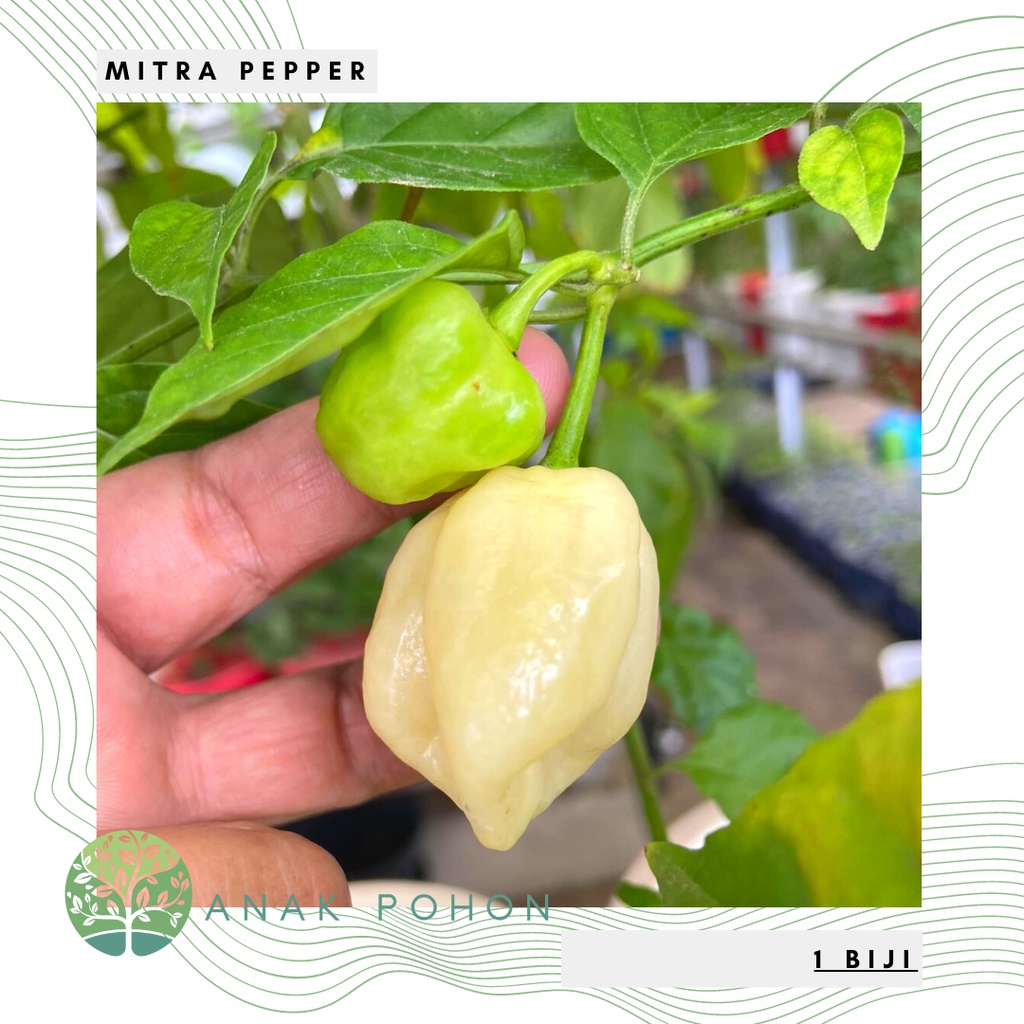 Benih Bibit Biji - Cabai Mitra Pepper Cabe Seeds