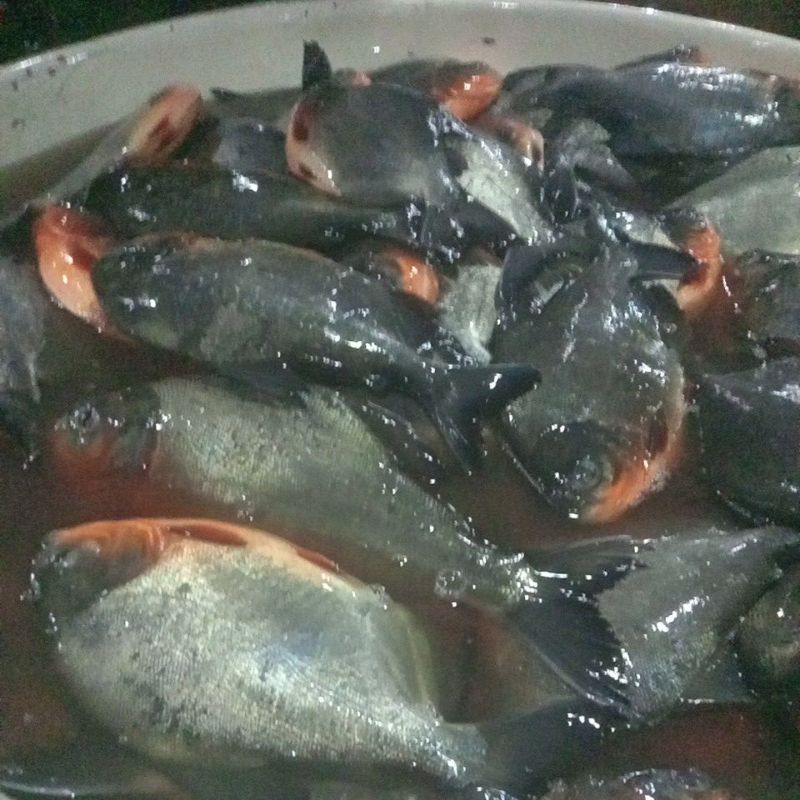 

ikan bawal harian segar fresh berkualitas
