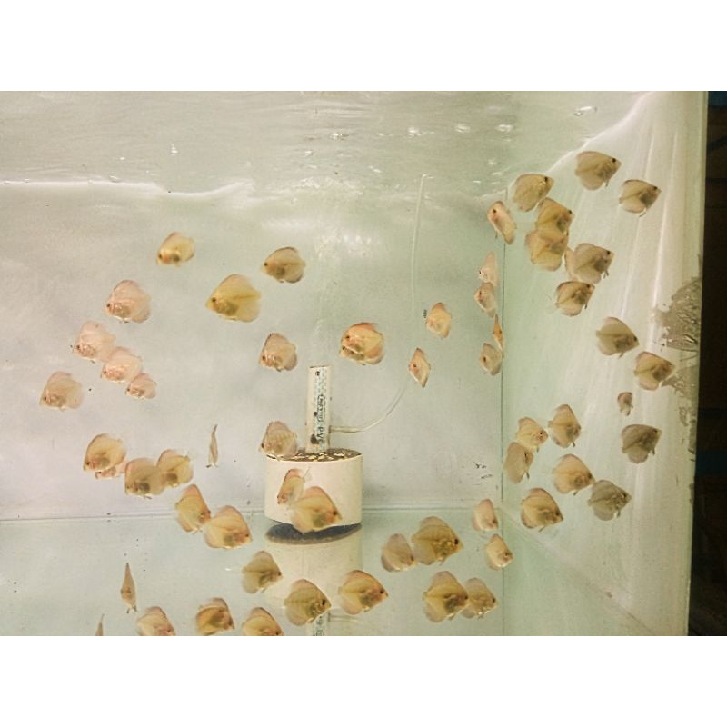 ikan discus 1 inc (2, 75cm) PAKET 10 EKOR bonus 1 e