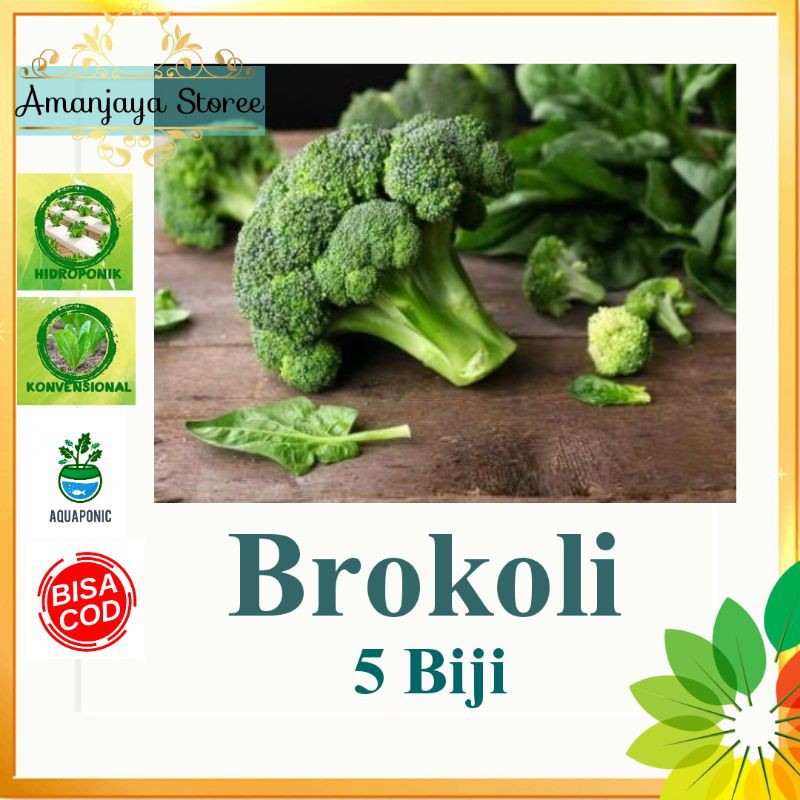 Benih BROKOLI  F1 lucky Brokoli  bejo 5 biji  Shopee Indonesia