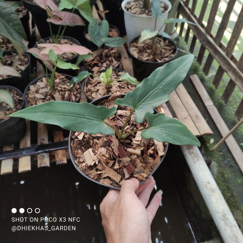 alocasia keris papua silver