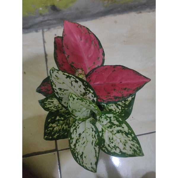 aglaonema merah putih