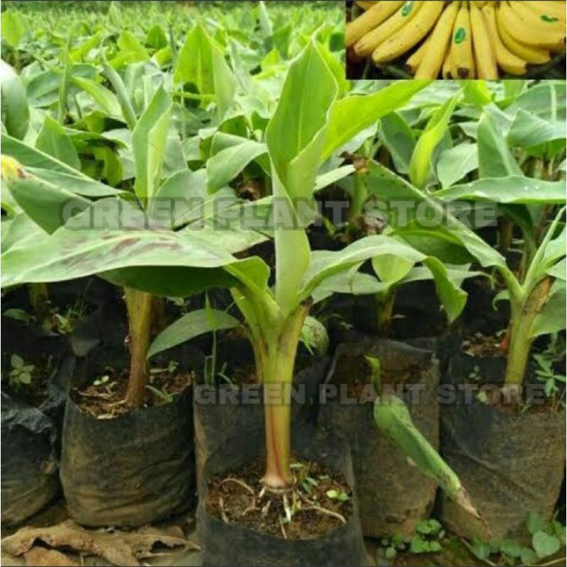 Bibit pisang cavendish sunpride / tanaman pisang cavendish