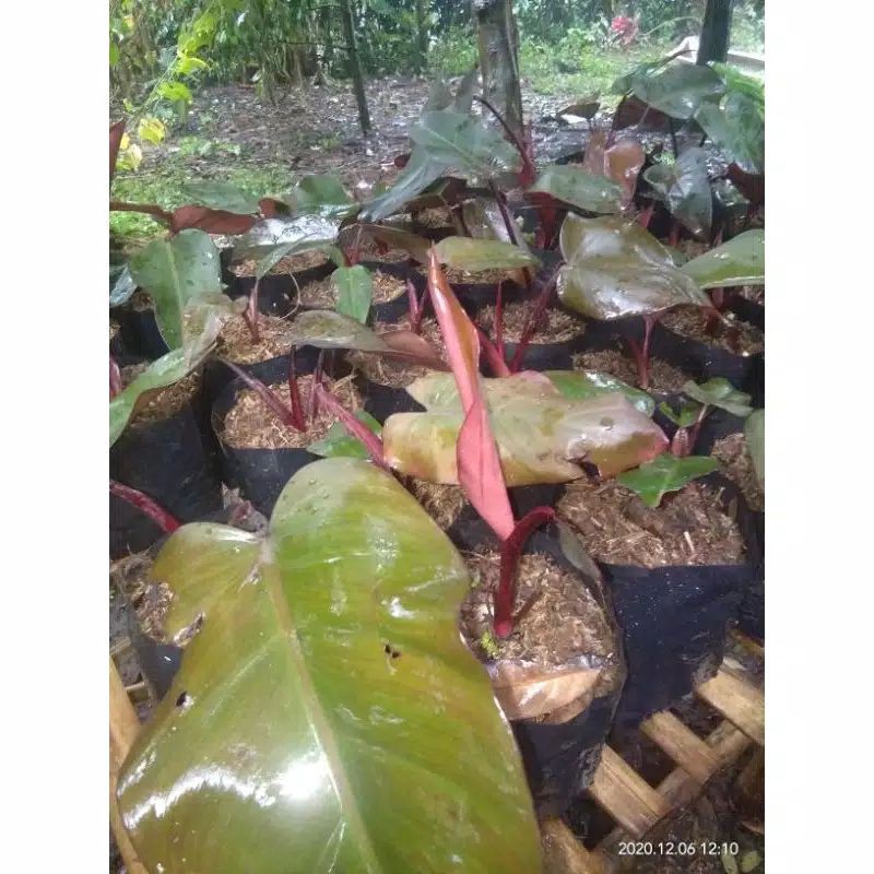 philo black cardinal tanaman hias philodendron ati philodendron ati philodendron black cardinal