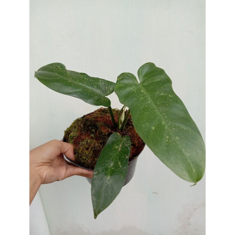 philodendron limefiddle (aroid plant)