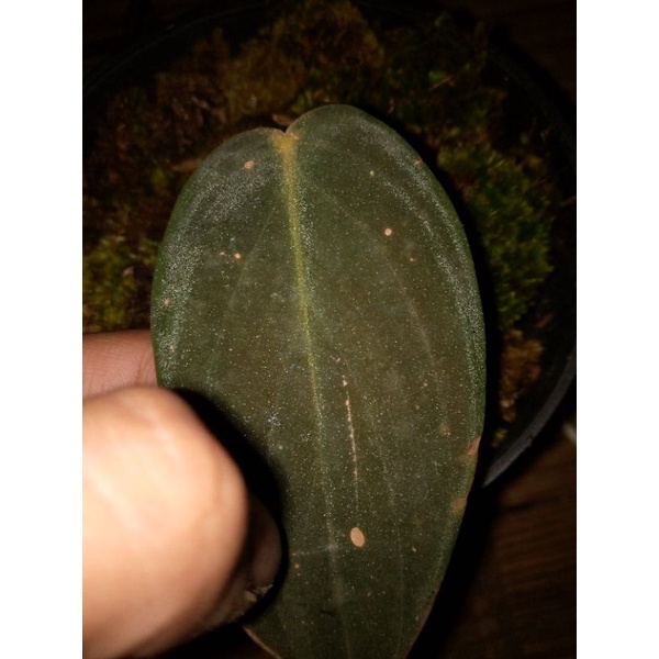 tanaman hias philodedron gigas